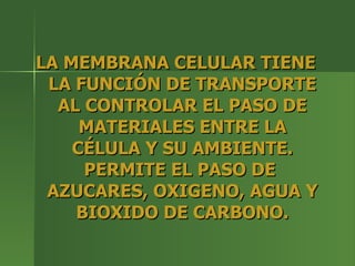 LA MEMBRANA CELULAR TIENE LA FUNCIÓN DE TRANSPORTE AL CONTROLAR EL PASO DE MATERIALES ENTRE LA CÉLULA Y SU AMBIENTE. PERMITE EL PASO DE  AZUCARES, OXIGENO, AGUA Y BIOXIDO DE CARBONO. 