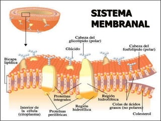 SISTEMA MEMBRANAL 