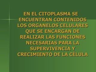 EN EL CITOPLASMA SE ENCUENTRAN CONTENIDOS LOS ORGANELOS CELULARES QUE SE ENCARGAN DE REALIZAR LAS FUNCIONES NECESARIAS PARA LA SUPERVIVENCIA Y CRECIMIENTO DE LA CÉLULA 
