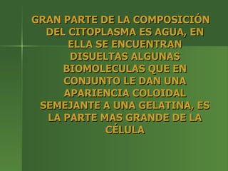 GRAN PARTE DE LA COMPOSICIÓN DEL CITOPLASMA ES AGUA, EN ELLA SE ENCUENTRAN DISUELTAS ALGUNAS BIOMOLECULAS QUE EN CONJUNTO LE DAN UNA APARIENCIA COLOIDAL SEMEJANTE A UNA GELATINA, ES LA PARTE MAS GRANDE DE LA CÉLULA 