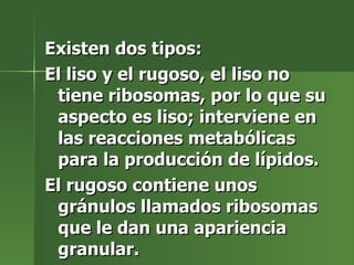 Existen dos tipos: El liso y el rugoso, el liso no tiene ribosomas, por lo que su aspecto es liso; interviene en las reacciones metabólicas para la producción de lípidos. El rugoso contiene unos gránulos llamados ribosomas que le dan una apariencia granular. 