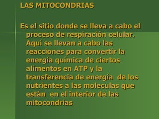 LAS MITOCONDRIAS Es el sitio donde se lleva a cabo el proceso de respiración celular. Aquí se llevan a cabo las reacciones para convertir la energía química de ciertos alimentos en ATP y la transferencia de energía  de los nutrientes a las moleculas que están  en el interior de las mitocondrias 