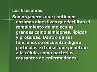 Los lisosomas.  Son organeros que contienen enzimas digestivas que facilitan el rompimiento de moléculas grandes como almidones, lípidos y proteínas. Dentro de sus funciones se encuentra digerir partículas extrañas que penetran a la célula, como bacterias causantes de enfermedades. 
