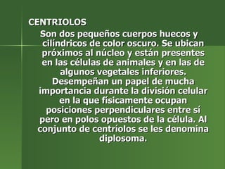 CENTRIOLOS Son dos pequeños cuerpos huecos y cilíndricos de color oscuro. Se ubican próximos al núcleo y están presentes en las células de animales y en las de algunos vegetales inferiores. Desempeñan un papel de mucha importancia durante la división celular en la que físicamente ocupan posiciones perpendiculares entre sí pero en polos opuestos de la célula. Al conjunto de centríolos se les denomina diplosoma. 