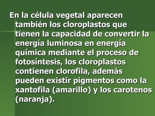 En la célula vegetal aparecen también los cloroplastos que tienen la capacidad de convertir la energía luminosa en energía química mediante el proceso de fotosíntesis, los cloroplastos contienen clorofila, además  pueden existir pigmentos como la xantofila (amarillo) y los carotenos (naranja). 