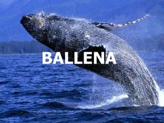 BALLENA  