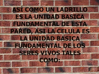 ASÍ COMO UN LADRILLO ES LA UNIDAD BASICA FUNDAMENTAL DE ESTA PARED, ASI LA CELULA ES LA UNIDAD BASICA FUNDAMENTAL DE LOS SERES VIVOS TALES COMO: 