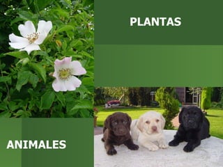 PLANTAS ANIMALES 