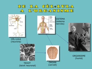 CÈL·LULA (neurona) TEIXIT  (teixit neuronal) ÒRGAN (cervell) SISTEMA (sistema nerviós) ORGANISME (humà) 