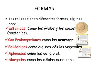 FORMAS  Las células tienen diferentes formas, algunas son: Esféricas:  Como los óvulos y los cocos (bacterias). Poliédricas  como algunas células vegetales  Con Prolongaciones  como las neuronas. Aplanadas  como las de la piel.  Alargadas  como las células musculares.  