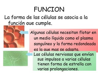 FUNCION Algunas células necesitan flotar en un medio líquido como el plasma sanguíneo y la forma redondeada es la que mas se adapta. Las células nerviosas que envían sus impulsos a varias células  tienen forma de estrella con varias prolongaciones. La forma de las células se asocia a la función que cumple. 
