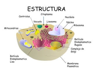 ESTRUCTURA Ribosoma Centriolos  Mitocondrias  Retículo Endoplasmatico Liso Retículo Endoplasmatico Rugoso Complejo de Golgi Membrana Plasmática Núcleo Nucléolo Vacuola Lisosoma Citoplasma 