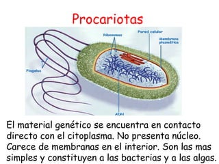 Procariotas  El material genético se encuentra en contacto directo con el citoplasma. No presenta núcleo. Carece de membranas en el interior. Son las mas simples y constituyen a las bacterias y a las algas. 