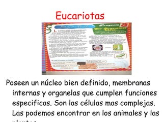 Eucariotas  Poseen un núcleo bien definido, membranas internas y organelas que cumplen funciones especificas. Son las células mas complejas. Las podemos encontrar en los animales y las plantas 
