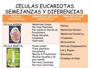 CELULAS EUCARIOTAS  SEMEJANZAS Y DIFERENCIAS CELULAS  EUCARIOTAS ORGANELAS QUE LAS DIFERENCIAN ORGANELAS QUE COMPARTEN CELULA ANIMAL Membrana Simple. No tiene Plastidios. No realiza la función de Fotosíntesis. Pocas Vacuolas. Lisosomas.  Centriolos. Núcleo. Membrana Nuclear. Membrana Plasmática. Citoplasma. Mitocondrias. Retículo Endoplasmatico Liso y Rugoso. Ribosomas. Complejo de Golgi. CELULA VEGETAL Pared celular. Tiene plastidios (cloroplasto) Realiza la Fotosíntesis. Muchas Vacuolas y de gran tamaño. No tiene Lisosomas. No tiene Centriolos. 