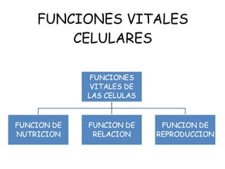FUNCIONES VITALES CELULARES 