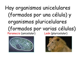 Hay organismos unicelulares (formados por una célula) y organismos pluricelulares (formados por varias células) Paramecio  (unicelular) León  (pluricelular) 
