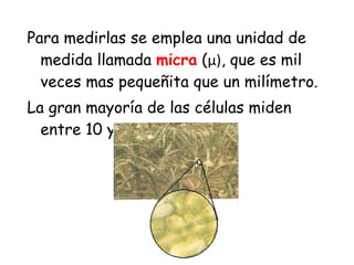 Para medirlas se emplea una unidad de medida llamada  micra  ( μ ) , que es mil veces mas pequeñita que un milímetro. La gran mayoría de las células miden entre 10 y 100 micras. 