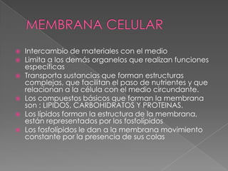    Intercambio de materiales con el medio
   Limita a los demás organelos que realizan funciones
    específicas
   Transporta sustancias que forman estructuras
    complejas, que facilitan el paso de nutrientes y que
    relacionan a la célula con el medio circundante.
   Los compuestos básicos que forman la membrana
    son : LIPIDOS, CARBOHIDRATOS Y PROTEINAS.
   Los lípidos forman la estructura de la membrana,
    están representados por los fosfolípidos
   Los fosfolípidos le dan a la membrana movimiento
    constante por la presencia de sus colas
 