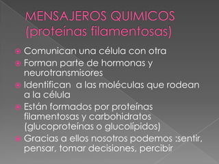  Comunican una célula con otra
 Forman parte de hormonas y
  neurotransmisores
 Identifican a las moléculas que rodean
  a la célula
 Están formados por proteínas
  filamentosas y carbohidratos
  (glucoproteínas o glucolípidos)
 Gracias a ellos nosotros podemos :sentir,
  pensar, tomar decisiones, percibir
 