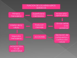 FUNCION DE LOS MENSAJEROS
                         QUIMICOS


 Primeros
 Primeros             Superficie la           Reciben señal
mensajeros            membrana               agente extraño
mensajeros


                                              Envían señal
Interior de la          Traducen                      a las
    célula               mensaje                 proteínas


                                         Secreción de
Segundos                ACCIONES         compuestos y
mensajeros
                                          contracción
                                            celular

MONOFOSFA
  TO DE
ADENOSINA
 