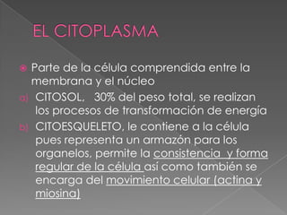  Parte de la célula comprendida entre la
  membrana y el núcleo
a) CITOSOL, 30% del peso total, se realizan
   los procesos de transformación de energía
b) CITOESQUELETO, le contiene a la célula
   pues representa un armazón para los
   organelos, permite la consistencia y forma
   regular de la célula así como también se
   encarga del movimiento celular (actina y
   miosina)
 