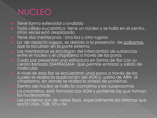    Tiene forma esferoidal u ovalada
   Toda célula eucariótica tiene un núcleo y se halla en el centro,
    otras veces está desplazado
   Tiene dos membranas : Una lisa y otra rugosa
   La de aspecto rugoso, es debido a la presencia de polisomas
    que la recubren en la parte externa
   Las membranas se encargan del intercambio de sustancias
    entre el núcleo y el citoplasma a través de los poros
   Cada par presentan una estructura en forma de flor con su
    centro llamado DIAFRAGMA que permite entrada y salida de
    moléculas
   A nivel de esta flor se encuentran unos poros a través de los
    cuales se realiza la duplicación del ADN y salida de ARN al
    citoplasma, en donde se realiza la síntesis de proteínas
   Dentro del núcleo se halla la cromatina y los nucleosomas
   La cromatina, está formada por ADN y proteínas las que forman
    los nucleosomas
   Las proteínas son de varios tipos especialmente las histonas que
    son:H1,H2A, H2B, H3 y H4
 