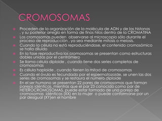    Proceden de la organización de la molécula de ADN y de las histonas
    , y su posterior arreglo en forma de finos hilos dentro de la CROMATINA
   Los cromosomas pueden observarse al microscopio sólo durante el
    proceso de reproducción , ya sea mediante mitosis o meiosis.
   Cuando la célula no está reproduciéndose, el contenido cromosómico
    se halla diluído
   En la fase reproductiva los cromosomas se presentan como estructuras
    dobles unidas por el centrómero
   Se llama célula diploide , cuando tiene dos series completas de
    cromosomas
   Es célula haploide , cuando tienen la mitad de cromosomas
   Cuando el óvulo es fecundado por el espermatozoide, se unen las dos
    series de cromosomas y se restaura el número diploide
   En el ser humano se presentan 22 pares de cromosomas que forman
    parejas idénticas, mientras que el par 23 conocido como par de
    HETEROCROMOSOMAS, puede estar formado de una pareja de
    cromosomas idénticos (XX) en la mujer o puede conformarse por un
    par desigual (XY)en el hombre
 