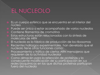   Es un cuerpo esférico que se encuentra en el interior del
    núcleo
   Puede ser único o estar acompañado de varios nucleolos
   Contiene filamentos de cromatina
   Estas estructuras están relacionadas con la síntesis de
    moléculas de ARN
   El nucleolo es la fábrica de producción de los ribosomas
   Recientes hallazgos experimentales han develado que el
    nucleolo tiene otras funciones como:
   Procesamiento y tráfico de ciertos ARN mensajeros que
    requieren de la actividad nucleolar
   Como almacén para la retención de proteínas y la
    consecuente modificación de su participación en sus
    redes bioquímicas en las que dichas proteínas participan
    fuera del nucleolo
 