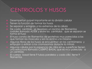    Desempeñan papel importante en la división celular
   Tienen la función de formar los husos
   Se separan y emigran a los extremos de la célula
   De cada centríolo se desplaza un racimo de filamentos
    radiales llamado ASTER y entre los centríolos que se separan se
    forma el huso
   El huso consta de filamentos de proteínas muy parecidas a las
    que forman los músculos y son la actina y la miosina
   Algunas fibras de los husos se encuentran en los centrómeros y
    empujan o estiran a los cromosomas durante la mitosis
   Algunas células por la presencia de cilios en su superficie tienen
    una estructura llamada CUERPO BASAL que es muy parecida a
    un centríolo
   El cuerpo basal tiene 9 tubos paralelos y cada cilio tiene 9
    filamentos
 