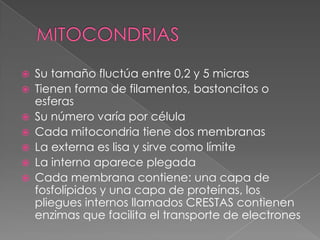    Su tamaño fluctúa entre 0,2 y 5 micras
   Tienen forma de filamentos, bastoncitos o
    esferas
   Su número varía por célula
   Cada mitocondria tiene dos membranas
   La externa es lisa y sirve como límite
   La interna aparece plegada
   Cada membrana contiene: una capa de
    fosfolípidos y una capa de proteínas, los
    pliegues internos llamados CRESTAS contienen
    enzimas que facilita el transporte de electrones
 