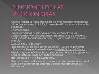   Aquí se realiza la transformación de energía potencial de los
    alimentos en energía biológicamente útil para las actividades
    celulares.
   Libera energía
   Las mitocondrias purificadas in vitro, metabolizan los
    carbohidratos y los ácidos grasos en presencia de oxígeno ,
    produciendo bióxido de carbono , agua y fosfatos ricos en
    energía
   COMO INFLUYE EL ADN?
   Proporciona el código genético en un 10% de la proteína
    mitocondrial especialmente de los polipéptidos hidrófobos
   Mientras que el ADN nuclear proporciona el código genético
    para el resto de proteínas mitocondriales
   QUE OCURRE CON LAS BACTERIAS?
   Ellas no poseen mitocondrias, pero si poseen membranas en las
    que se encuentran las enzimas del sistema transmisor de
    electrones.
 
