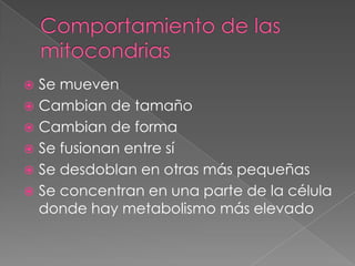  Se mueven
 Cambian de tamaño
 Cambian de forma
 Se fusionan entre sí
 Se desdoblan en otras más pequeñas
 Se concentran en una parte de la célula
  donde hay metabolismo más elevado
 