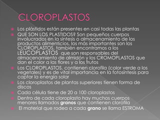    Los plástidos están presentes en casi todas las plantas
   QUE SON LOS PLASTIDOS? Son pequeños cuerpos
    involucrados en la síntesis o almacenamiento de los
    productos alimenticios, los más importantes son los
    CLOROPLASTOS, también encontramos a los
    LEUCOPLASTOS que son responsables del
    almacenamiento de almidón y los CROMOPLASTOS que
    dan el color a las flores y a los frutos
   Los CLOROPLASTOS, contienen clorofila (color verde a los
    vegetales) y es de vital importancia en la fotosíntesis para
    captar la energía solar
   Los cloroplastos de plantas superiores tienen forma de
    discos
   Cada célula tiene de 20 a 100 cloroplastos
   Dentro de cada cloroplasto hay muchos cuerpos
    menores llamados granos que contienen clorofila
    El material que rodea a cada grano se llama ESTROMA
 