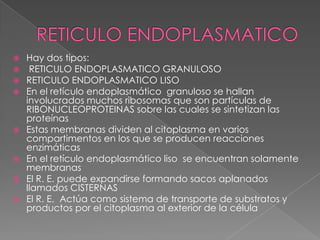    Hay dos tipos:
    RETICULO ENDOPLASMATICO GRANULOSO
   RETICULO ENDOPLASMATICO LISO
   En el retículo endoplasmático granuloso se hallan
    involucrados muchos ribosomas que son partículas de
    RIBONUCLEOPROTEINAS sobre las cuales se sintetizan las
    proteínas
   Estas membranas dividen al citoplasma en varios
    compartimentos en los que se producen reacciones
    enzimáticas
   En el retículo endoplasmático liso se encuentran solamente
    membranas
   El R. E. puede expandirse formando sacos aplanados
    llamados CISTERNAS
   El R. E. Actúa como sistema de transporte de substratos y
    productos por el citoplasma al exterior de la célula
 