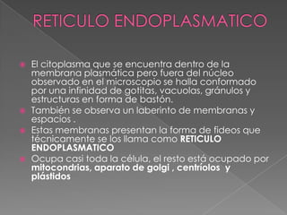    El citoplasma que se encuentra dentro de la
    membrana plasmática pero fuera del núcleo
    observado en el microscopio se halla conformado
    por una infinidad de gotitas, vacuolas, gránulos y
    estructuras en forma de bastón.
   También se observa un laberinto de membranas y
    espacios .
   Estas membranas presentan la forma de fideos que
    técnicamente se los llama como RETICULO
    ENDOPLASMATICO
   Ocupa casi toda la célula, el resto está ocupado por
    mitocondrias, aparato de golgi , centríolos y
    plástidos
 
