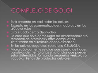    Está presente en casi todas las células
   Excepto en los espermatozoides maduros y en los
    glóbulos rojos
   Está situado cerca del núcleo
   Se cree que sirve como lugar de almacenamiento
    temporal de proteínas y otros compuestos
    sintetizados en el retículo endoplasmático
   En las células vegetales, secreta la CELULOSA
   Microscópicamente se dice que consta de haces
    paralelos de membranas sin gránulos que pueden
    estar distendidos formando pequeñas vesículas o
    vacuolas llenas de productos celulares
 