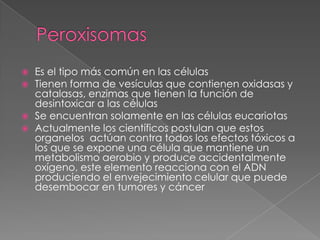    Es el tipo más común en las células
   Tienen forma de vesículas que contienen oxidasas y
    catalasas, enzimas que tienen la función de
    desintoxicar a las células
   Se encuentran solamente en las células eucariotas
   Actualmente los científicos postulan que estos
    organelos actúan contra todos los efectos tóxicos a
    los que se expone una célula que mantiene un
    metabolismo aerobio y produce accidentalmente
    oxígeno, este elemento reacciona con el ADN
    produciendo el envejecimiento celular que puede
    desembocar en tumores y cáncer
 