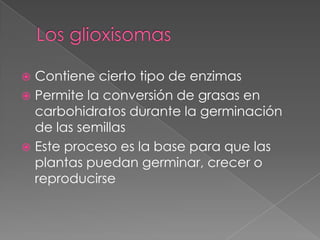  Contiene cierto tipo de enzimas
 Permite la conversión de grasas en
  carbohidratos durante la germinación
  de las semillas
 Este proceso es la base para que las
  plantas puedan germinar, crecer o
  reproducirse
 