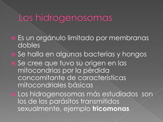  Es un orgánulo limitado por membranas
  dobles
 Se halla en algunas bacterias y hongos
 Se cree que tuvo su origen en las
  mitocondrias por la pérdida
  concomitante de características
  mitocondriales básicas
 Los hidrogenosomas más estudiados son
  los de los parásitos transmitidos
  sexualmente, ejemplo tricomonas
 