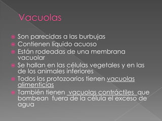  Son parecidas a las burbujas
 Contienen líquido acuoso
 Están rodeadas de una membrana
  vacuolar
 Se hallan en las células vegetales y en las
  de los animales inferiores
 Todos los protozoarios tienen vacuolas
  alimenticias
 También tienen vacuolas contráctiles que
  bombean fuera de la célula el exceso de
  agua
 
