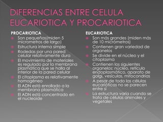 PROCARIOTICA                       EUCARIOTICA
 Son pequeñas(miden 5              Son más grandes (miden más
   micrometros de largo)              de 10 micrómetros)
 Estructura interna simple         Contienen gran variedad de
 Rodedas por una pared               organelos
   celular relativamente dura       Se divide en el núcleo y el
 El movimiento de materiales         citoplasma
   es regulado por la membrana      Contienen los siguientes
   plasmática que se halla al         organelos: núcleo, retículo
   interior de la pared celular       endoplasmático, aparato de
 El citoplasma es relativamente      golgi, vesículas, mitocondrias
   homogéneo                        A pesar de todo las células
 El ADN está enrollado a la          eucarióticas no se parecen
   membrana plasmática                entre sí
 El ADN está concentrado en        La estructura varía cuando se
   el nucleoide                       trata de células animales y
                                      vegetales
 
