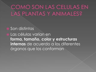  Son distintas
 Las células varían en
  forma, tamaño, color y estructuras
  internas de acuerdo a los diferentes
  órganos que los conforman
 