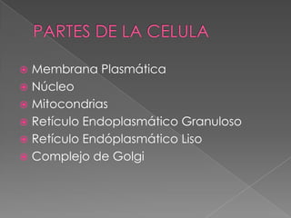  Membrana Plasmática
 Núcleo
 Mitocondrias
 Retículo Endoplasmático Granuloso
 Retículo Endóplasmático Liso
 Complejo de Golgi
 