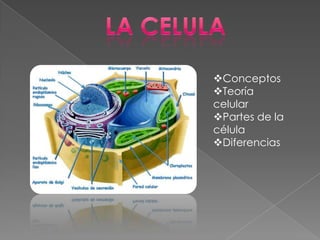 Conceptos
Teoría
celular
Partes de la
célula
Diferencias
 