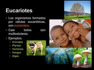  Los organismos formados
  por células eucarióticas,
  son eucariotes.
 Casi       todos     son
  multicelulares.
 Ejemplos:
   Animales
   Plantas
   Humanos
   Hongos
   Algas
 
