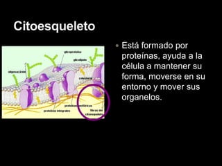  Está formado por
 proteínas, ayuda a la
 célula a mantener su
 forma, moverse en su
 entorno y mover sus
 organelos.
 