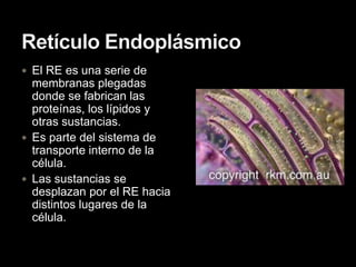  El RE es una serie de
  membranas plegadas
  donde se fabrican las
  proteínas, los lípidos y
  otras sustancias.
 Es parte del sistema de
  transporte interno de la
  célula.
 Las sustancias se
  desplazan por el RE hacia
  distintos lugares de la
  célula.
 