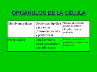 ORGÁNULOS DE LA CÉLULA
Membrana celular   Doble capa lipídica   •Protege el contenido
                                         celular del exterior
                   y proteínas           •Regula el paso de
                   (transmembranales     sustancias
                   y periféricas)
Pared celular      Pared primaria        Función estructural de
                                         protección y consistencia
                   pared secundaria y    de la célula
                   laminilla media
 