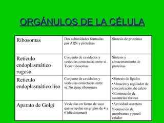 ORGÁNULOS DE LA CÉLULA
                      Dos subunidades formadas          Síntesis de proteinas
Ribosomas             por ARN y proteínas


                      Conjunto de cavidades y           Síntesis y
Retículo              vesículas conectadas entre si .   almacenamiento de
endoplasmático        Tiene ribosomas                   proteínas
rugoso
                      Conjunto de cavidades y           •Síntesis de lípidos
Retículo              vesículas conectadas entre        •Almacén y regulador de
endoplasmático liso   si .No tiene ribosomas            concentración de calcio
                                                        •Eliminación de
                                                        sustancias tóxicas
                      Vesículas en forma de saco        •Actividad secretora
Aparato de Golgi      que se apilan en grupos de 4 a    •Formación de
                      6 (dictiosomas)                   membranas y pared
                                                        celular
 